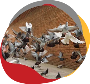 Pigeons sur un batiment